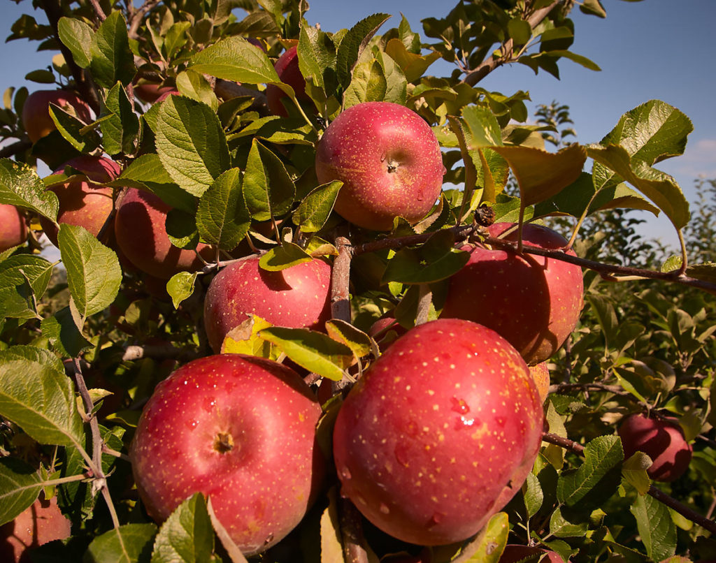 apples
