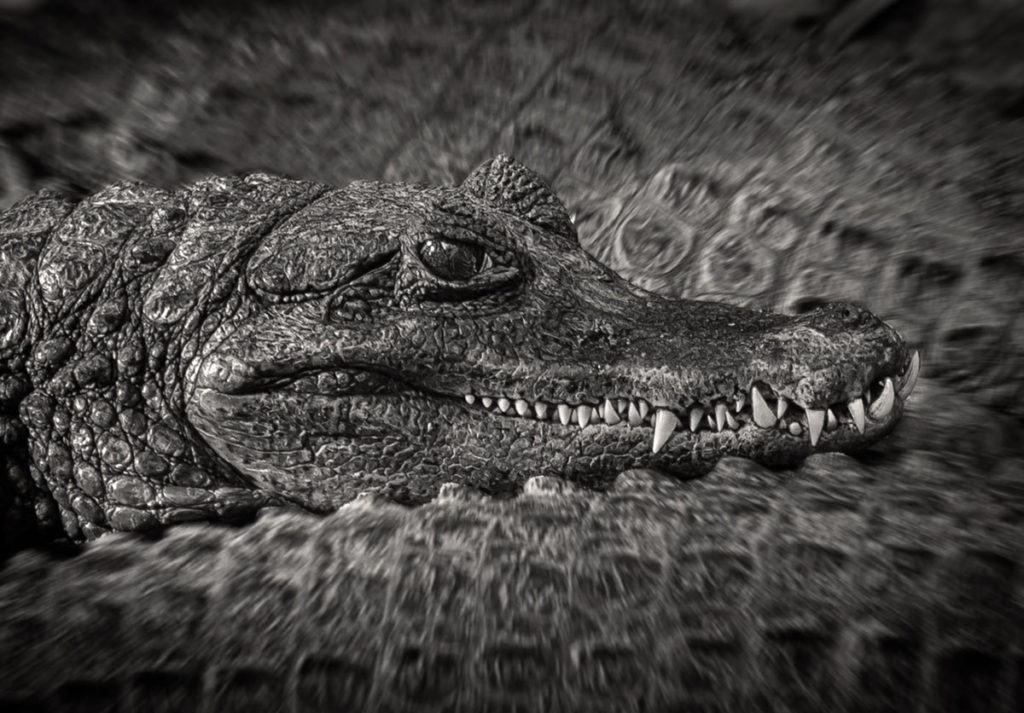 gator