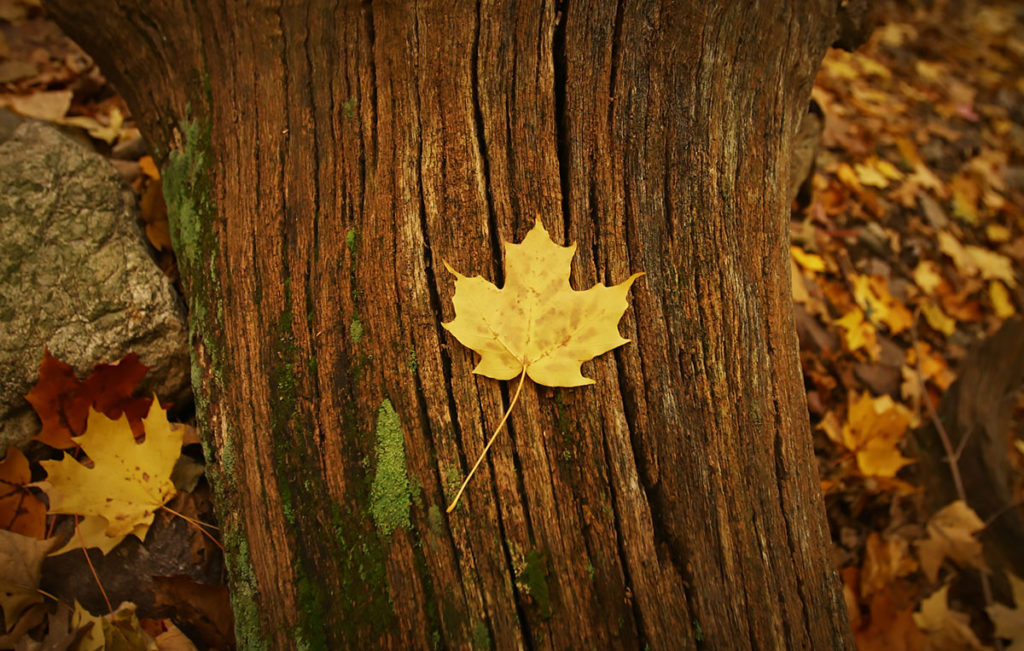 leaf