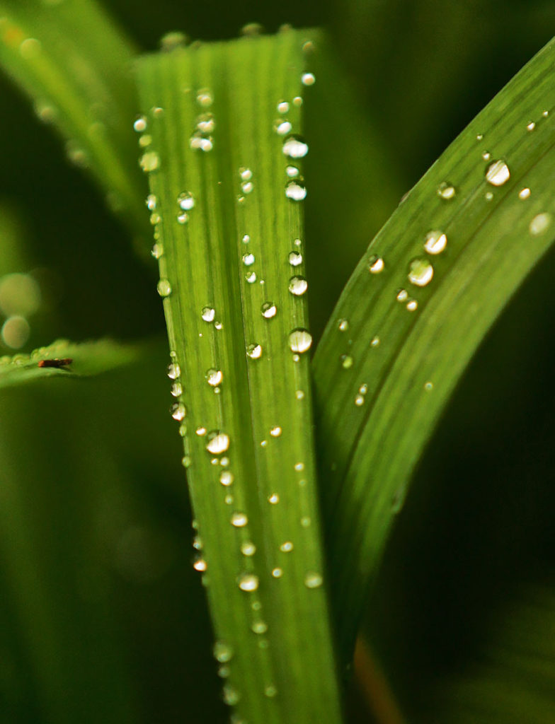 water-drop